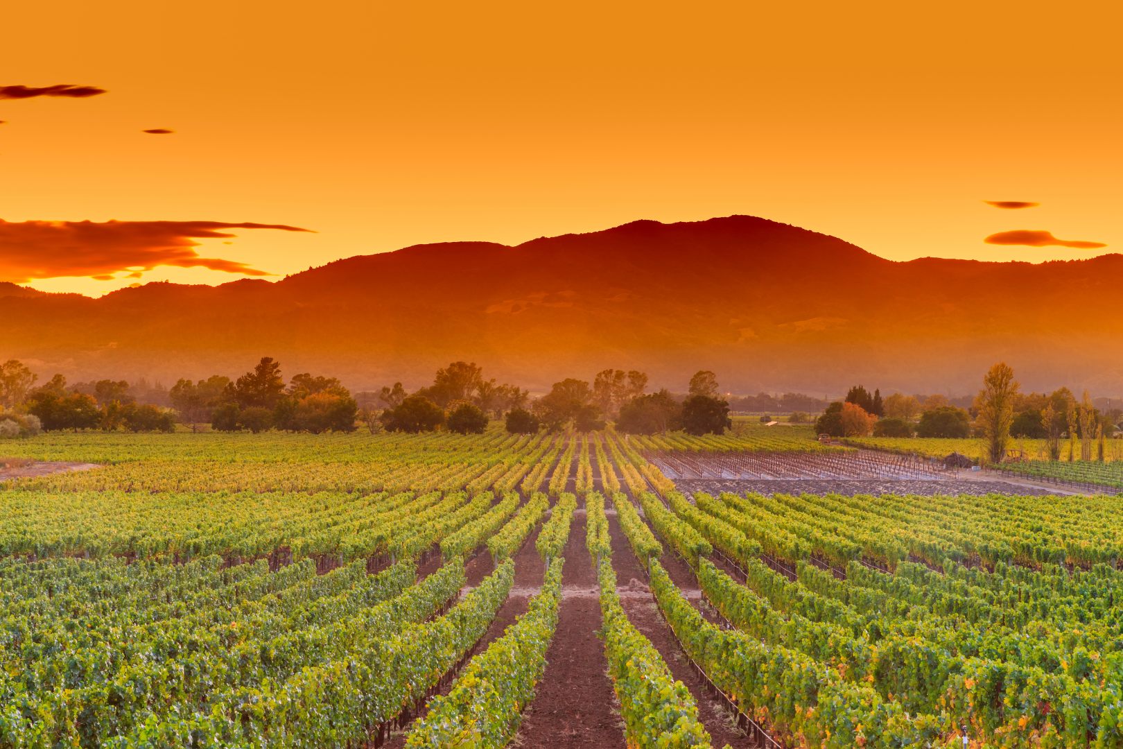 Notions of Napa Valley — image 3 of 8