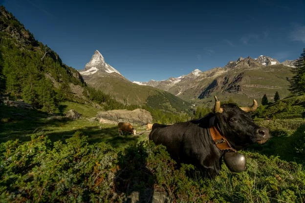 Swiss Summer — image 9 of 10