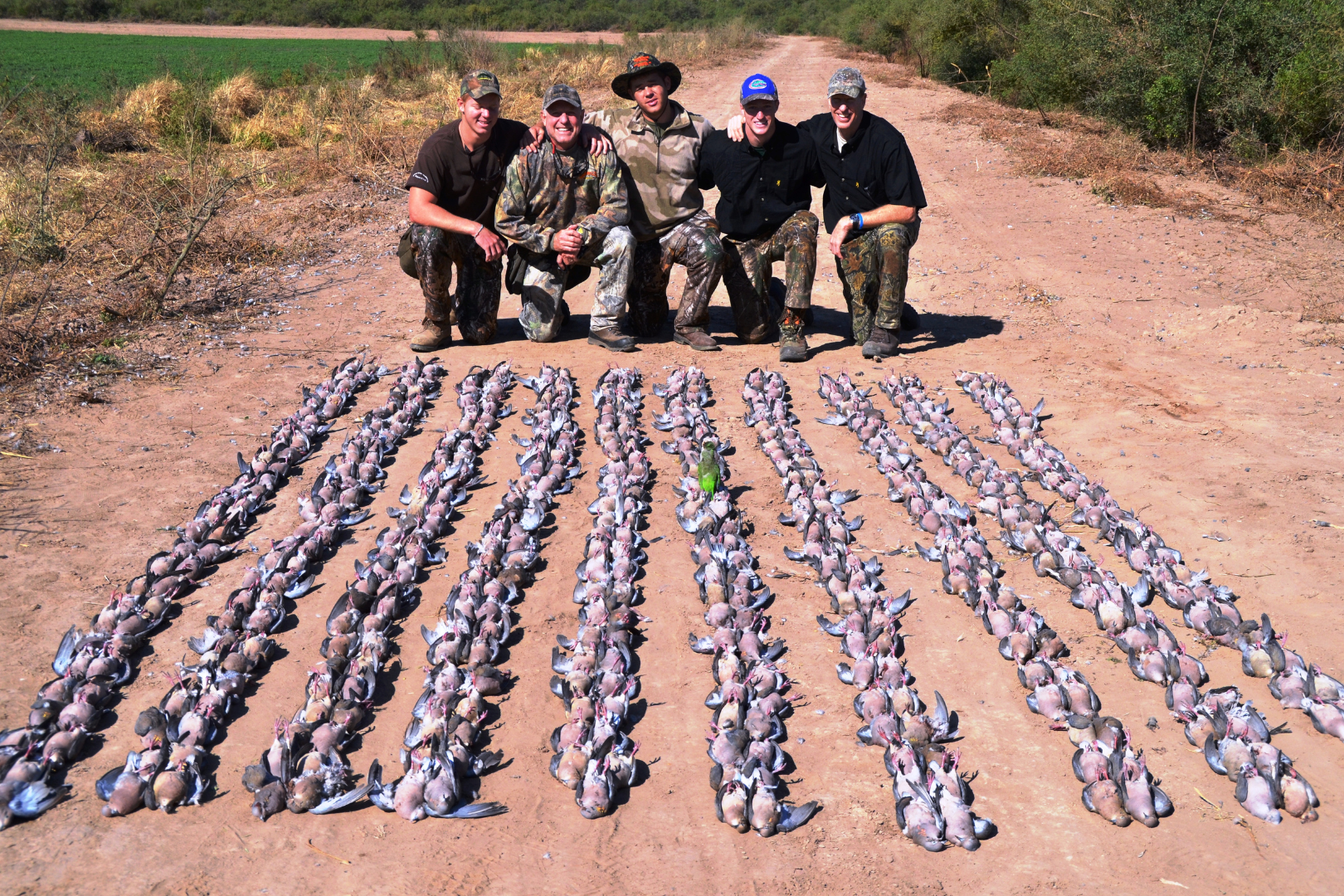 Argentinian Dove Hunt — image 3 of 4