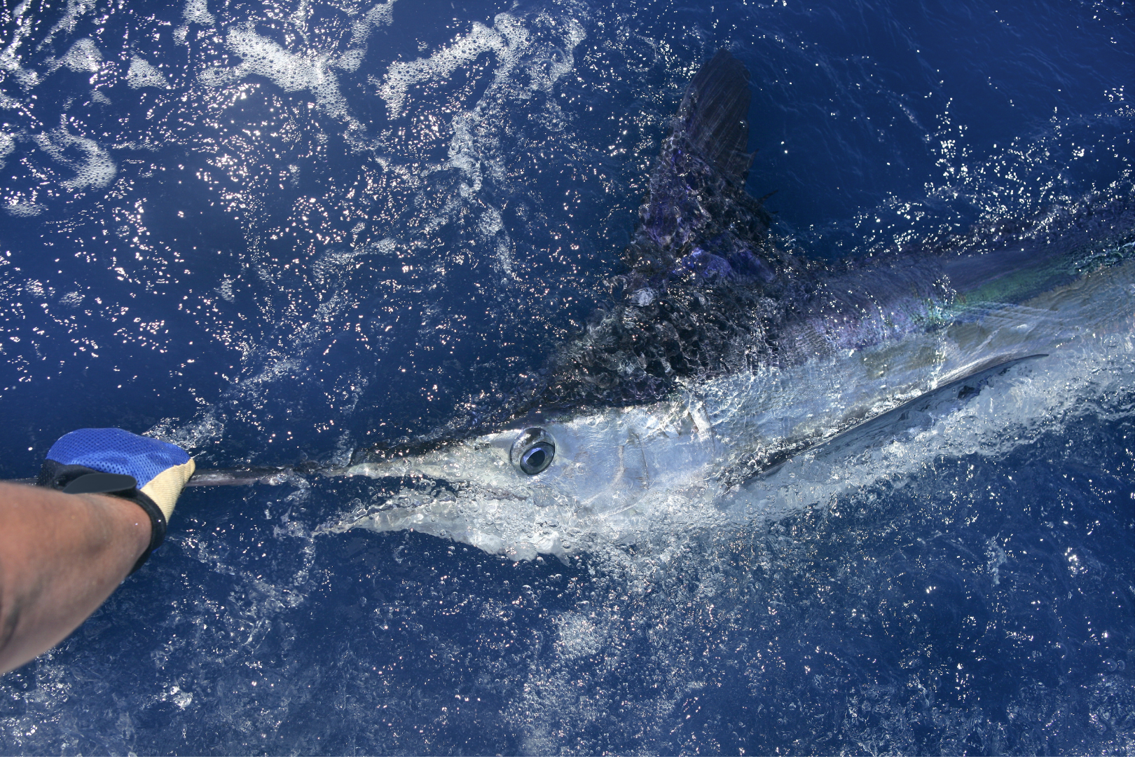 Los Cabos Sport Fishing — image 4 of 10