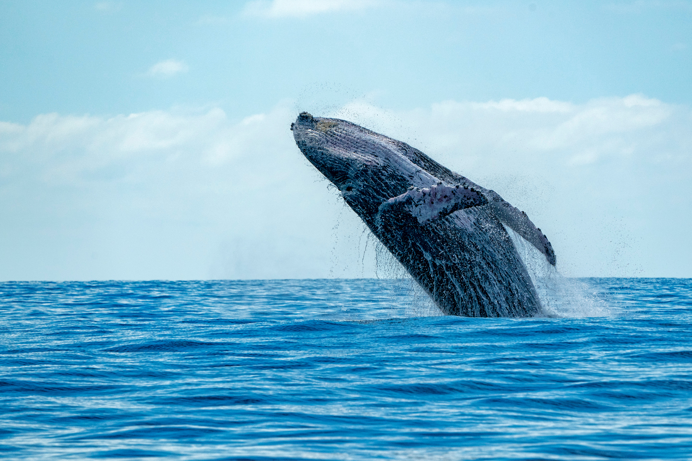 Hawaiian Adventure — image 5 of 10