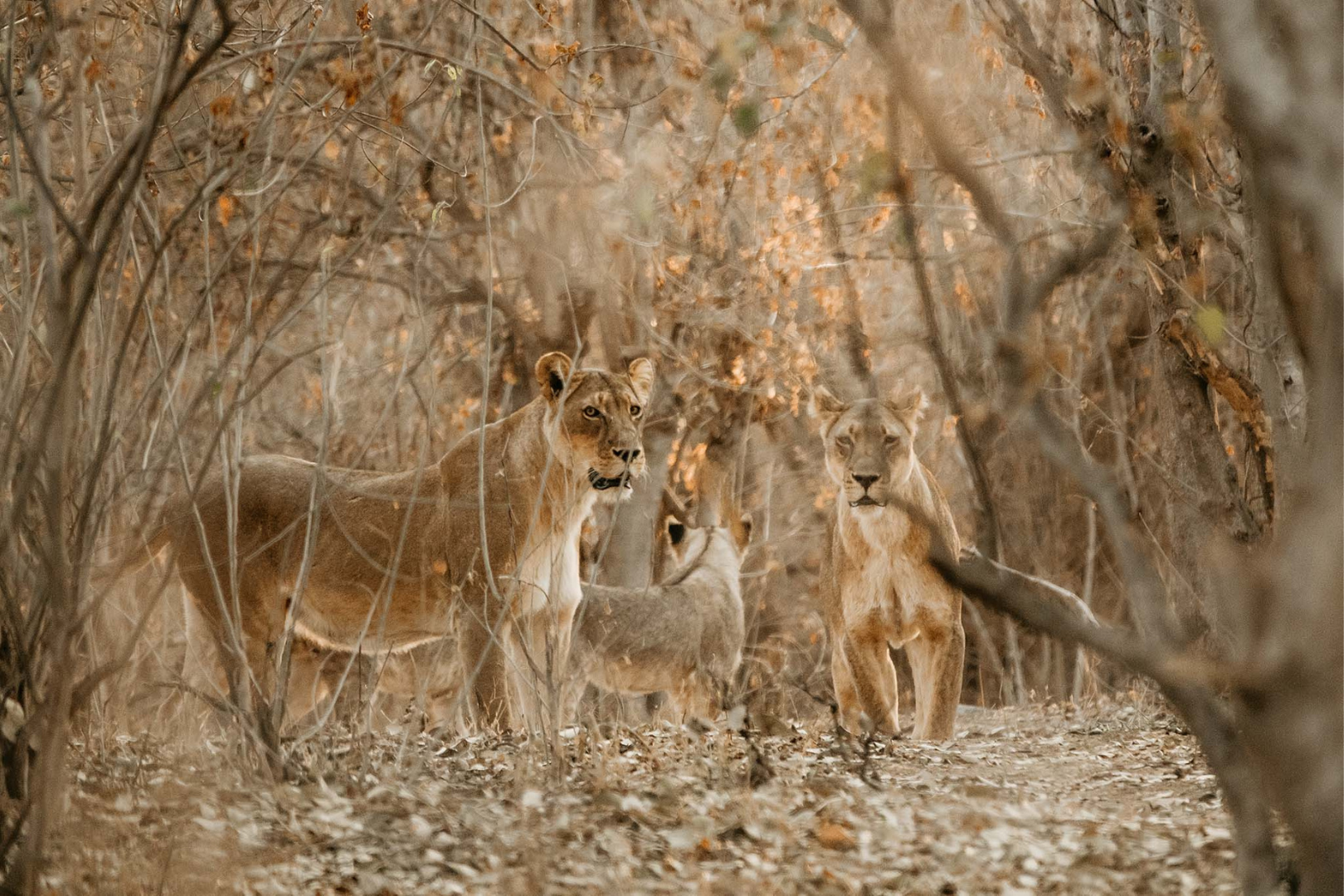 South African Safari Hunt — image 9 of 9